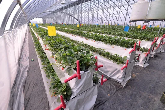 Intelligent PC Film Greenhouse Soilless Culture Elevated Strawberry Frame Shelf 